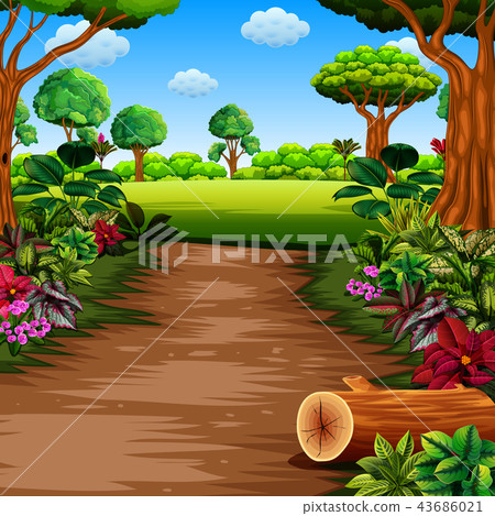 the forest with footpath and beautiful plants  43686021