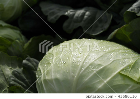Plateau cabbage cabbage cabbage field vegetable field agriculture plateau plateau Tsumagoi village Gunma prefecture vegetables Tsumagoi cabbage Plateau cabbage cabbage cabbage field vegetable field agriculture plateau plateau Tsumagoi village Gunma prefecture vegetables Tsumagoi cabbage 43686110