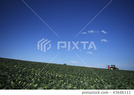 Plateau cabbage cabbage cabbage field vegetable field agriculture plateau plateau Tsumagoi village Gunma prefecture vegetables Tsumagoi cabbage 43686111