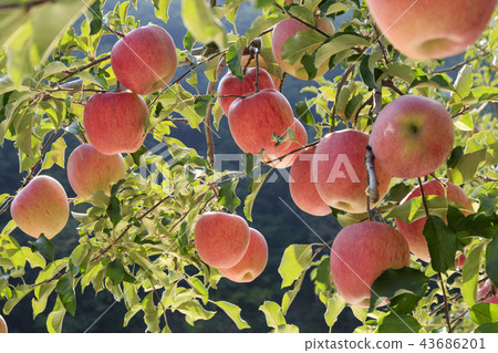 蘋果,紅蘋果,蘋果樹,秋天,mungyeong市,gyeongbuk 蘋果,紅蘋果,蘋果樹,秋天,mungyeong市,gyeongbuk 43686201