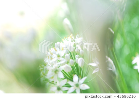 Bamboo flower Bamboo flower 43686210