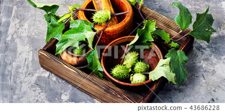 Natural herbs medicine,datura Natural herbs medicine,datura 43686228
