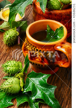 Jimson Weed Tea