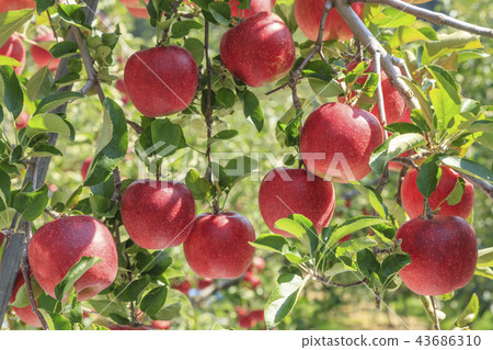 蘋果，紅蘋果，蘋果樹，秋天，mungyeong市，gyeongbuk 43686310