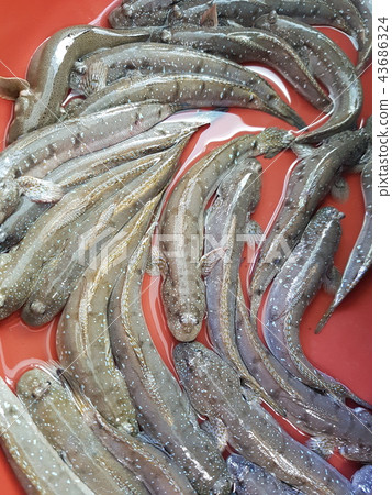 Mackerel Mackerel 43686324