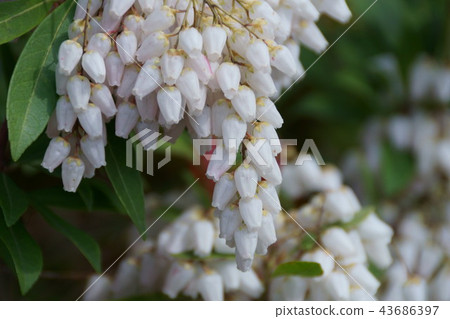 白雪松樹(Asebi)花語是“純潔的心” 白雪松樹(Asebi)花語是“純潔的心” 43686397