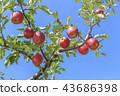 蘋果，紅蘋果，蘋果樹，秋天，mungyeong市，gyeongbuk 43686398