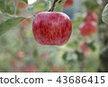 蘋果，紅蘋果，蘋果樹，秋天，mungyeong市，gyeongbuk 43686415