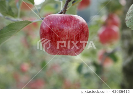 Apple, red apple, apple tree, autumn, mungyeong city, gyeongbuk 43686415
