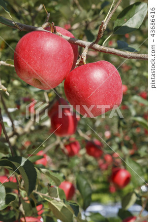 Apple, red apple, apple tree, autumn, mungyeong city, gyeongbuk 43686416