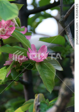 Karin Karin is a flower language "only love" Karin Karin is a flower language "only love" 43686426