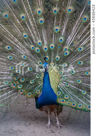印度孔雀 43686428
