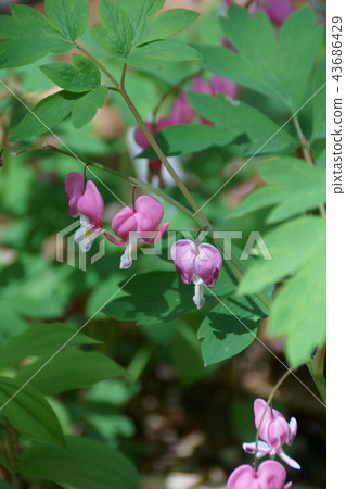 錦鯉釣魚草“Tsuriso”花語言是“我把它留給流動” 43686429