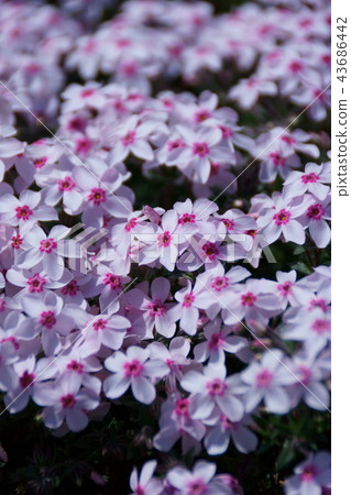 Shibakura Coral Eye 43686442