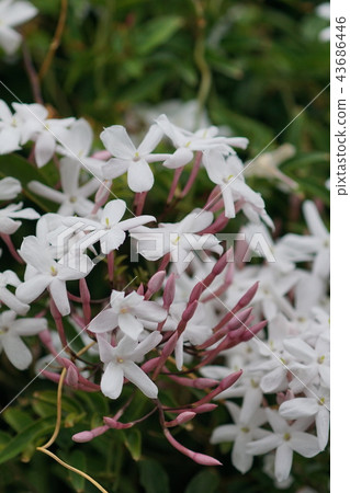 Hagoromo Hagoromo茉莉花語言是“可愛” 43686446