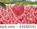 蘋果，蘋果樹，紅蘋果，熟透的蘋果，mungyeong市，gyeongbuk 43686541