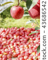 蘋果，蘋果樹，紅蘋果，熟透的蘋果，mungyeong市，gyeongbuk 43686542