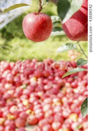 蘋果，蘋果樹，紅蘋果，熟透的蘋果，mungyeong市，gyeongbuk 43686542