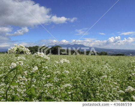 Buckwheat field 43686559