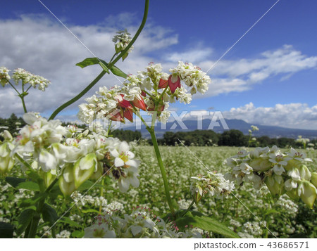 Buckwheat field 43686571