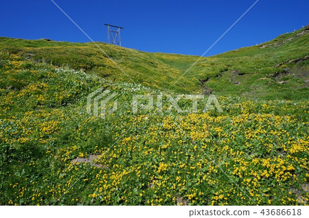 第一條健行步道上的花園(瑞士/格林德爾瓦爾德) 第一條健行步道上的花園(瑞士/格林德爾瓦爾德) 43686618