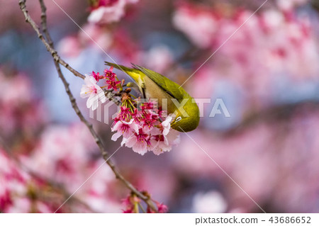 冷櫻桃樹 冷櫻桃樹 43686652