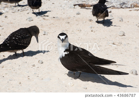 Mikomasukay 43686787