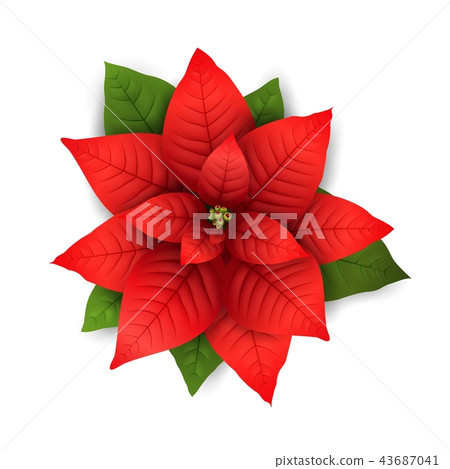 Poinsettia vector isolated Christmas flower 43687041
