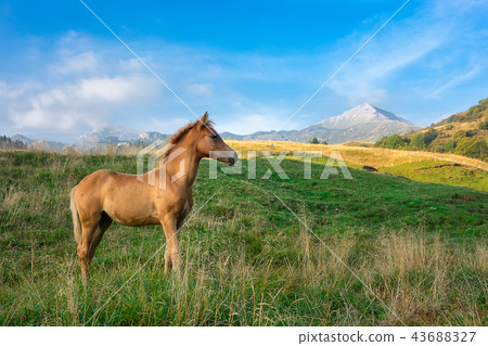 Foal only in mountain pasture in northern Italy 43688327