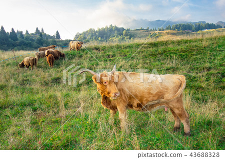 Highland cow breed in mountain pasture 43688328