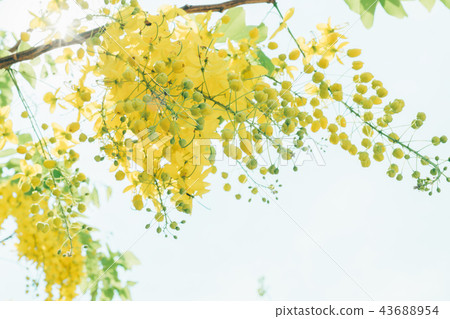 Asia, Taiwan, China, Abtle, Golden Rain 43688954