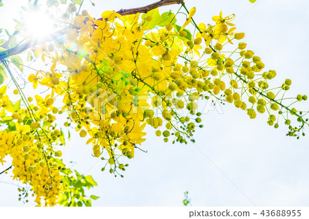 Asia, Taiwan, China, Abtle, Golden Rain 43688955