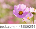 Cosmos flower, beautiful cosmos flowers 43689254