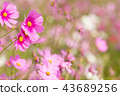 Cosmos flower, beautiful cosmos flowers 43689256