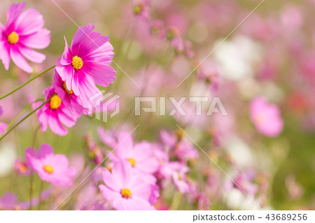 Cosmos flower, beautiful cosmos flowers Cosmos flower, beautiful cosmos flowers 43689256