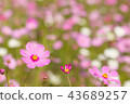 Cosmos flower, beautiful cosmos flowers  43689257