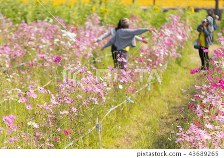 Cosmos flower, beautiful cosmos flowers Cosmos flower, beautiful cosmos flowers 43689265