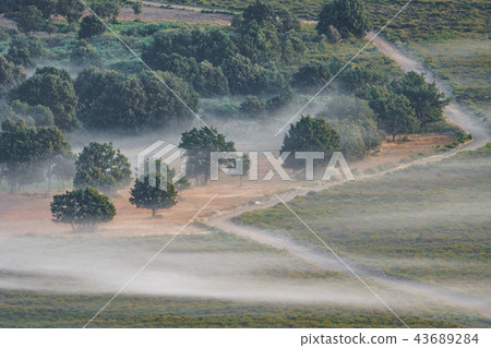 Zigzag track with fog and trees, misty sunrise Zigzag track with fog and trees, misty sunrise 43689284