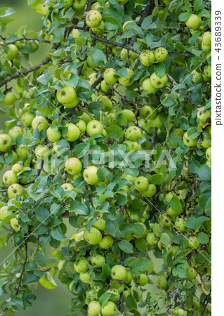 A branch full of ripe green apples 43689339