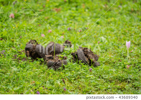 A heap of horse dung on the green field A heap of horse dung on the green field 43689340