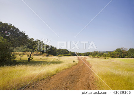 Forest plateau in Castlerock, Goa state of India. 43689366