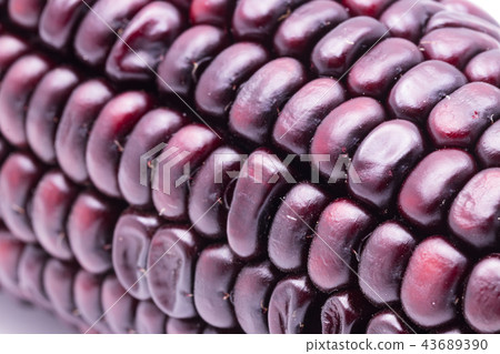 black corn seed on white background 43689390