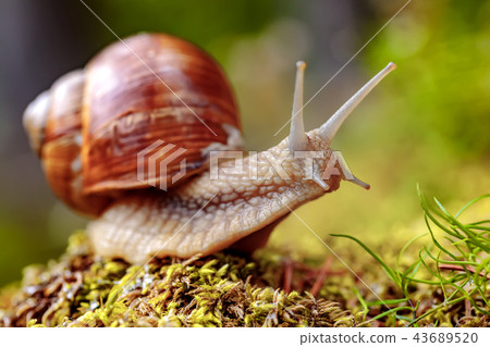 Helix pomatia also Roman snail, Burgundy snail 43689520