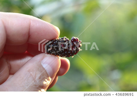 Black ripe mulberry keep from the garden Black ripe mulberry keep from the garden 43689691