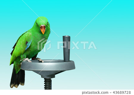 Male Eclectus Parrot, age two months. Male Eclectus Parrot, age two months. 43689728