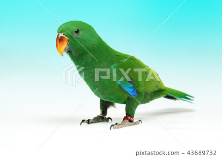 Male Eclectus Parrot, age two months. 43689732