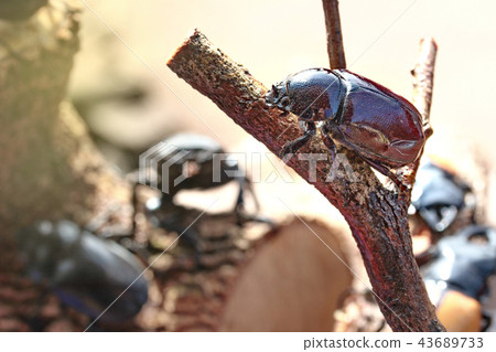 Dor beetle ,female ,perched on branches. 43689733