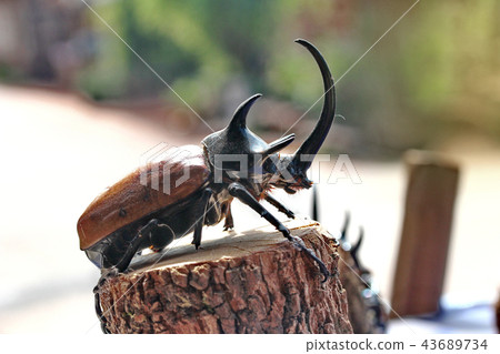 Staffed five horns beetle ,male , perched on stump 43689734