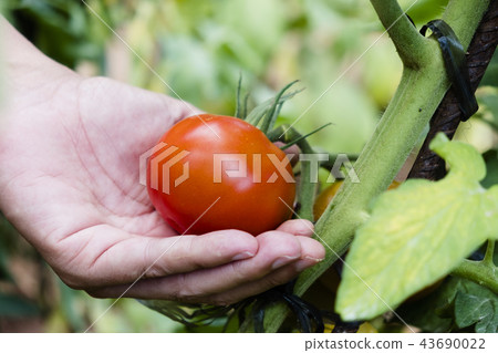 young man picking a tomato from the plant 43690022