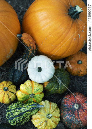 assortment of different pumpkins assortment of different pumpkins 43690037